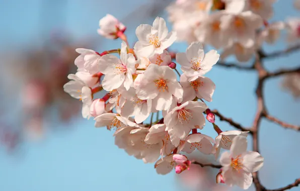 Japan, petals, Sakura