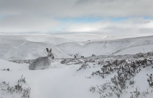 Winter, snow, hare