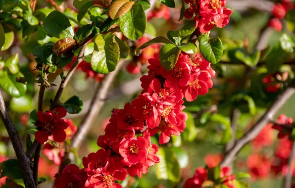 Flowers, branch, spring, red, flowering, quince