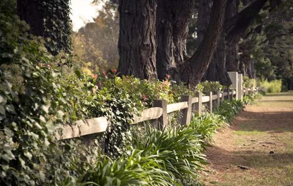 Forest, nature, heat, the evening, alley, path, the bushes, fence