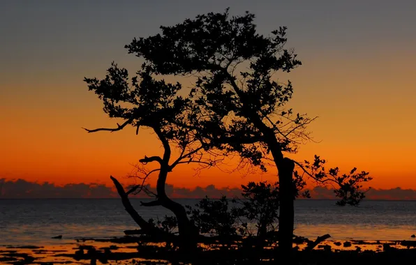 The sky, clouds, trees, sunset, silhouette