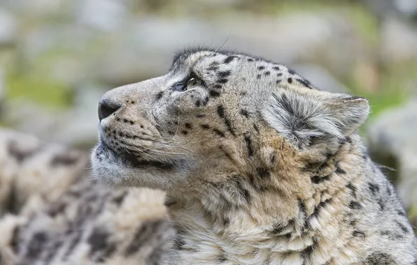 Picture cat, face, IRBIS, snow leopard, ©Tambako The Jaguar