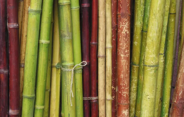 Picture tree, rope, bamboo, different