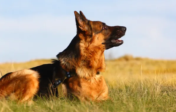 Picture background, dog, profile, shepherd