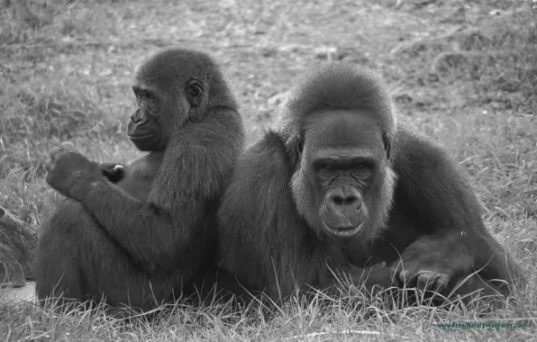 Picture animal, gorilla, wildlife, gorilla wallpaper