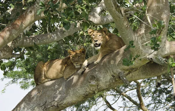 Picture tree, stay, predator, Leo, pair, lions