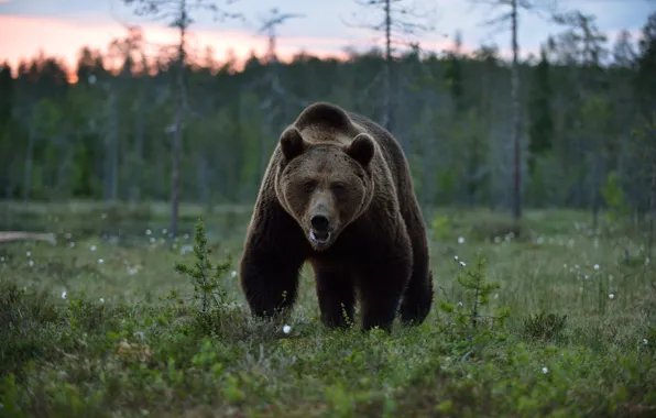 Picture look, face, nature, pose, bear, walk, brown