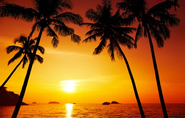 Landscape, nature, Palm trees, beautiful, Thailand, Thailand, pacific ocean, landscape