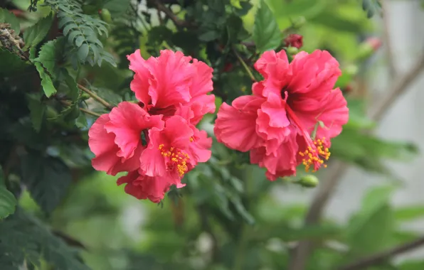 Leaves, flowers, nature, hibiscus