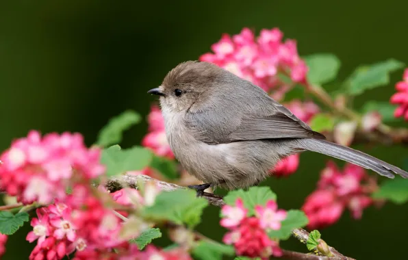 Flowers, bird, branch, spring, grey, flowering, bokeh, tit