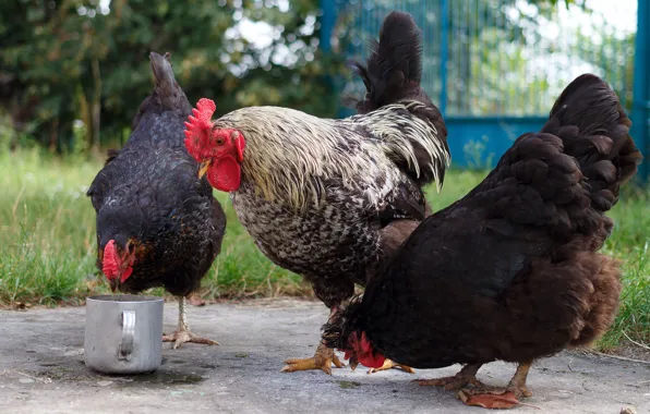 Birds, chicken, gate, yard, three, pan, trio, food