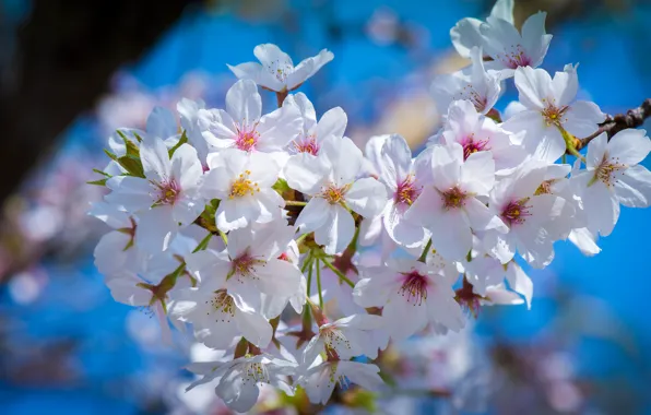 Macro, cherry, branch, spring, Sakura, flowering, flowers