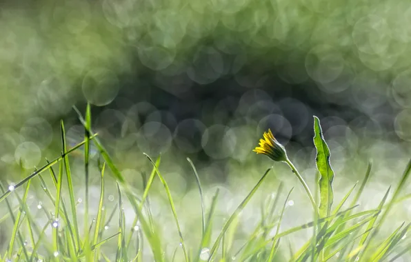 Grass, flowers, yellow, glare, dandelion