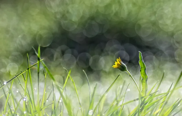 Picture flower, grass, yellow, glare, dandelion
