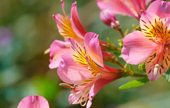 Flowers, pink, bokeh, Alstroemeria