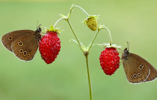 Summer, macro, butterfly, insects, berries, background, butterfly, two