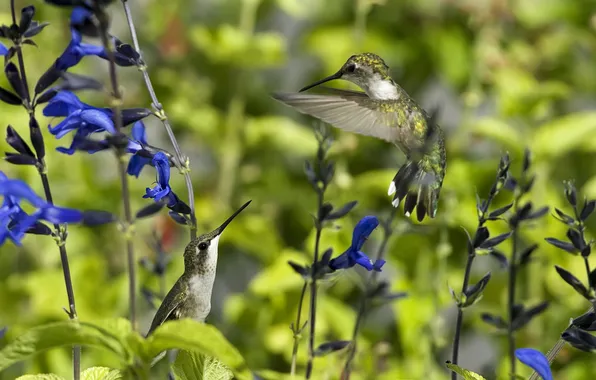 Summer, flowers, bird