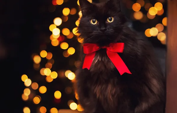 Glare, animal, black cat, by Thunderi