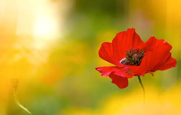 Picture flower, light, red, Mac, blur, lighting