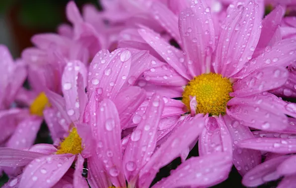 Flower, purple, drops, yellow, garden, flower, yellow, garden