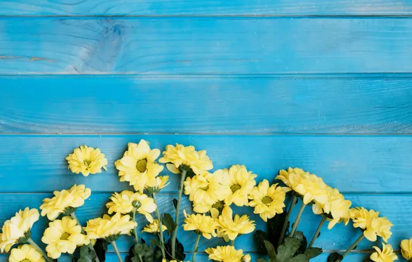Picture flowers, yellow, chrysanthemum, blue background