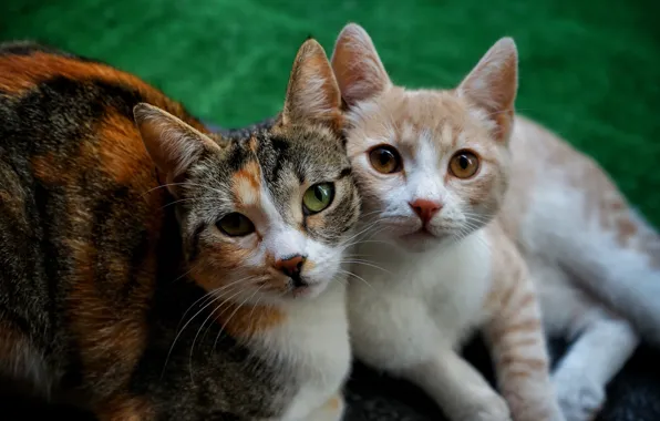Cat, look, face, cats, kitty, together, two, family