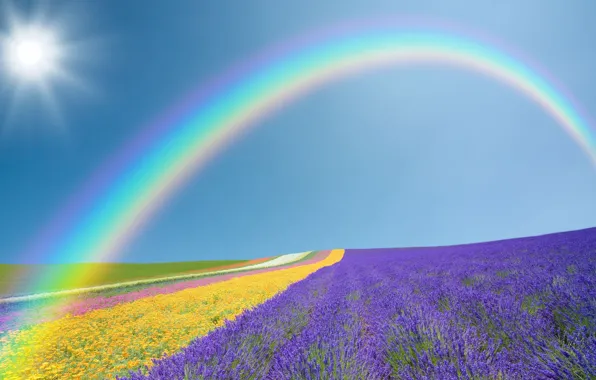 Field, purple, the sky, the sun, landscape, flowers, yellow, nature