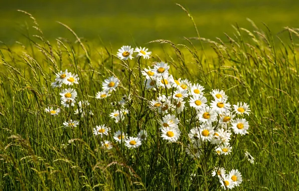 Picture grass, chamomile, meadow