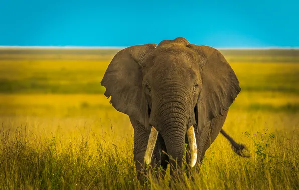 Field, the sky, grass, look, face, blue, elephant