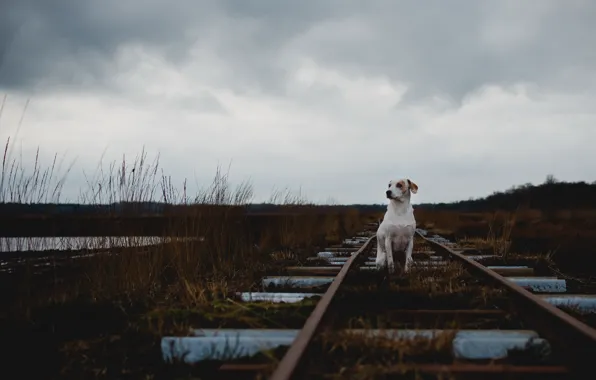 Picture loneliness, each, dog, railroad