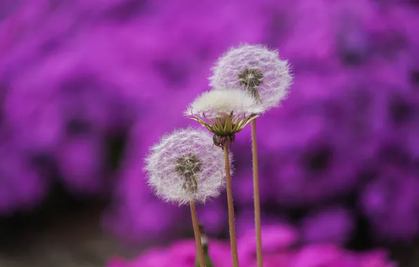 Flowers, stems, spring, fluff, dandelions, trio, bokeh, blurred background