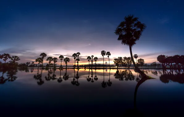 Palm trees, the evening, the reflection in the water, evening, palm trees, reflection in the …