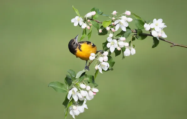 Picture flowers, bird, spring, bird, Apple, Baltimore colored troupial, Baltimore Oriole