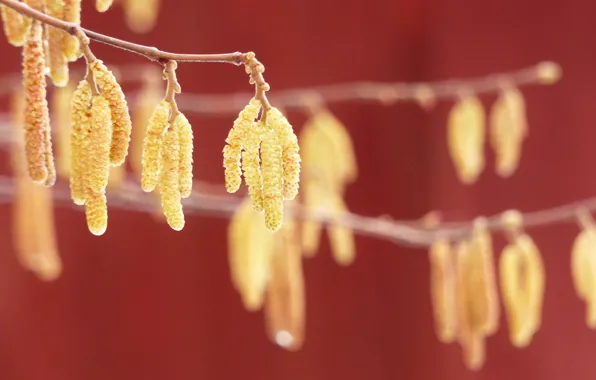 Branches, nature, spring