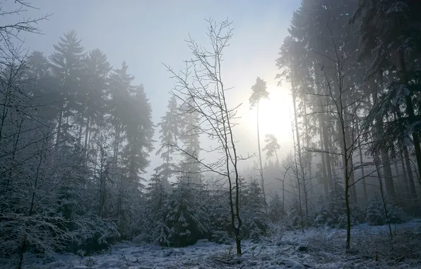 Winter, forest, morning