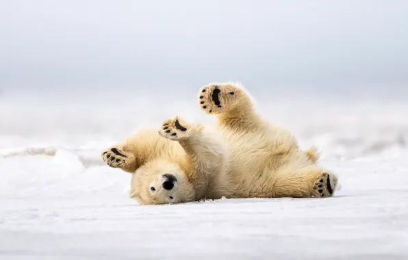 Picture winter, snow, nature, pose, paws, lies, polar bear