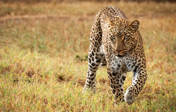 Field, grass, look, Savannah, wild cat, sneaks, leoprad