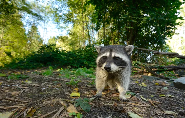 Forest, leaves, branches, nature, glade, raccoon, walk, face