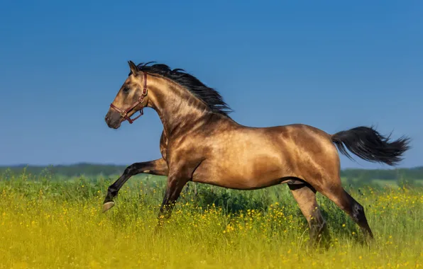 Field, the sky, flowers, horse, horse, walk, chestnut, horse