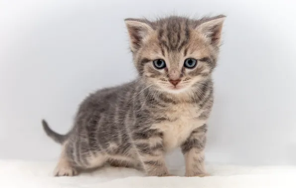 Cat, look, pose, kitty, grey, cute, white background, kitty