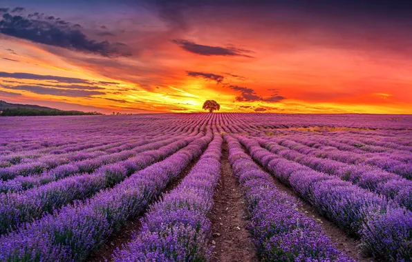 Summer, clouds, sunset, flowers, strip, tree, the evening, horizon