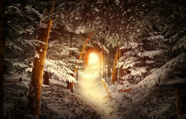 Picture winter, forest, snow, trees, trail, the tunnel, the light at the end of the tunnel