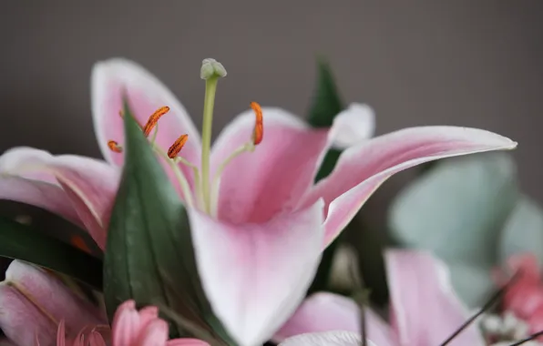 Macro, Flower, Lily