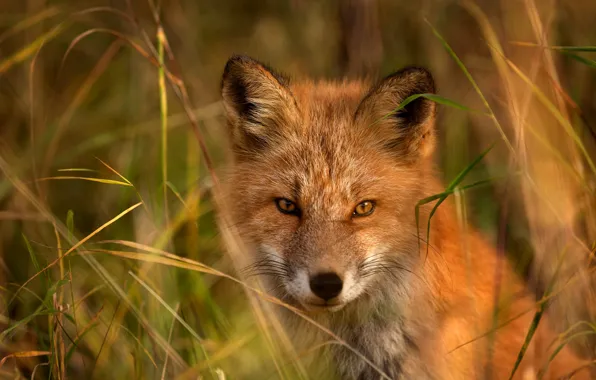 Picture grass, look, face, background, portrait, Fox, red