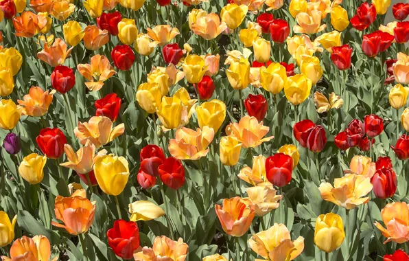 Field, flowers, tulips