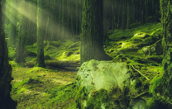 Greens, forest, rays, light, trees, branches, nature, stones