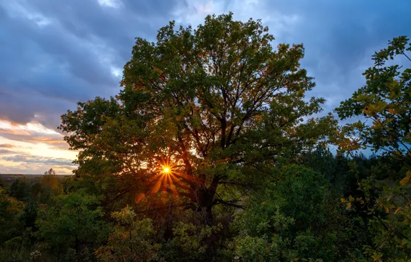 Picture autumn, the sun, rays, trees, sunset, nature, vegetation