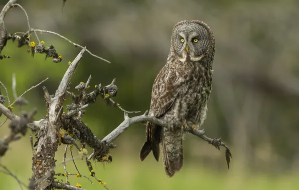 Picture branches, background, owl, bird, snag, branches, owl