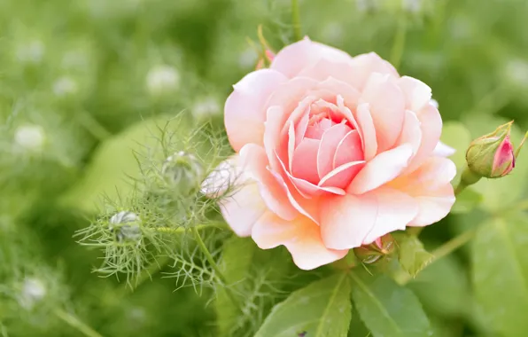 Picture flowers, roses, pink, buds, green background