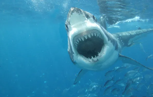 Picture white, sea, shark, great, jaws